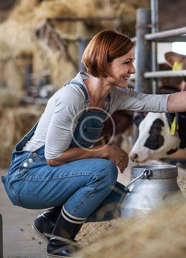 Dairy Farm