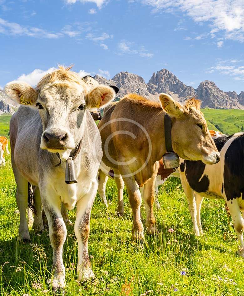 Dairy Farm