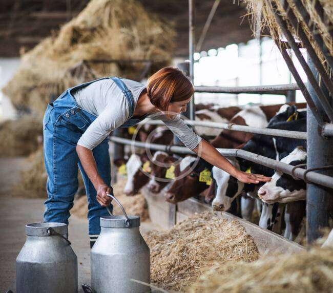 Dairy Farm