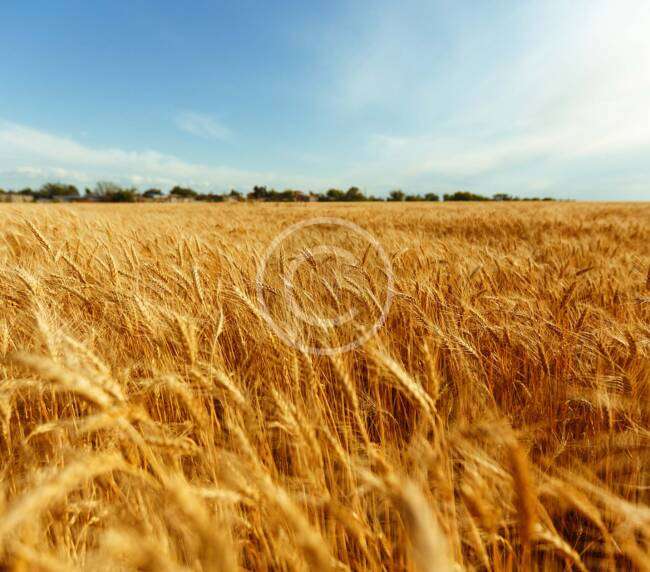 Harvest Picking