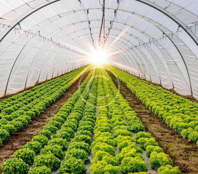 Greenhouse Growing
