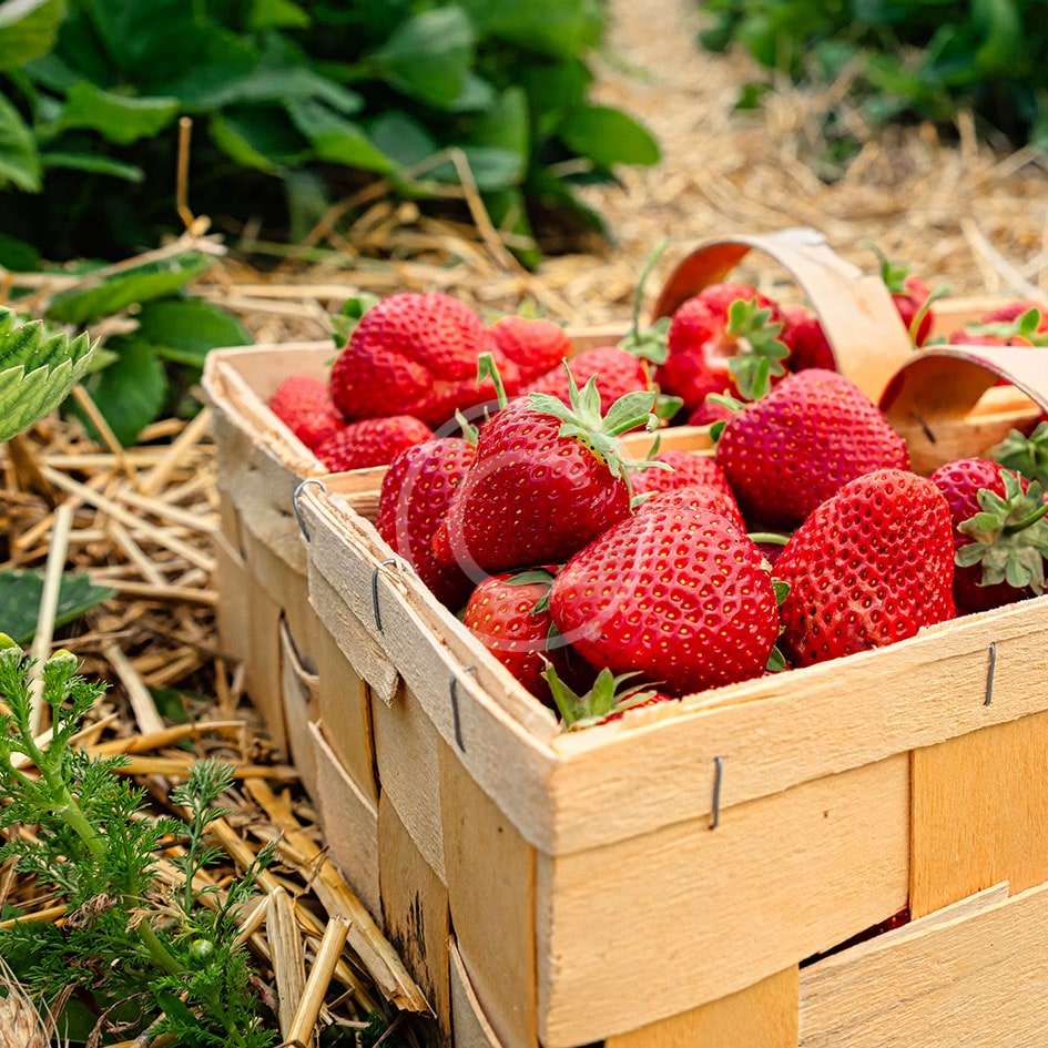 Organic Farm Organic Farm